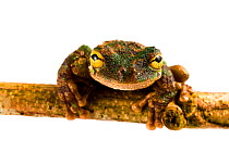 Frog (Osteocephalus buckleyi) San Jose de Payamino, Ecuador.  Meetyourneighbours.net project