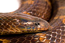 Boie's Ground Snake (Atractus badius) San Jose de Payamino, Ecuador  Meetyourneighbours.net project