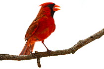 Northern cardinal (Cardinalis cardinalis) male, Oxford, Mississippi, USA. Meetyourneighbours.net project