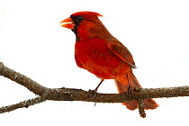 Northern cardinal (Cardinalis cardinalis) male, Oxford, Mississippi, USA. Meetyourneighbours.net project