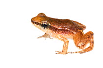 Frog (Anomaloglossus baeobatrachus) Grand Matoury, French Guiana  Meetyourneighbours.net project