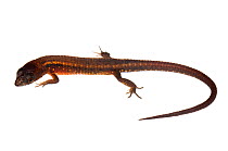 Lizard (Leposoma guianense) Grand Matoury, French Guiana. Meetyourneighbours.net project