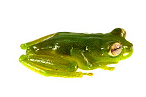 Santa Cecilia Cochran frog (Teratohyla midas) San Jose de Payamino, Ecuador. Meetyourneighbours.net project