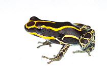 Reticulated poison frog (Ranitomeya ventrimaculata) Kaw Mountains, French Guiana. Meetyourneighbours.net project
