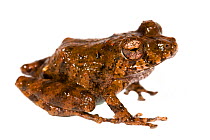 Santa Cecilia Robber frog (Pristimantis croceoinguinis) San Jose de Payamino, Ecuador. Meetyourneighbours.net project