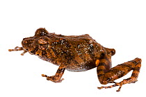 Santa Cecilia Robber frog (Pristimantis croceoinguinis) San Jose de Payamino, Ecuador. Meetyourneighbours.net project