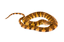 Brown-banded water snake (Helicops angulatus) San Jose de Payamino, Ecuador.  Meetyourneighbours.net project