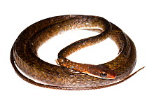 Olive Whipsnake (Chironius fuscus) coiled, Mahury, French Guiana  Meetyourneighbours.net project