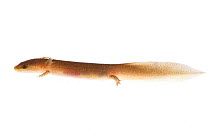 Salamander (Pseudotriton spp.) larva, Tishomingo, Mississippi, USA. Meetyourneighbours.net project