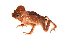 South American common toad (Rhinella margaritifera) Kaw Mountains, French Guiana, August. Meetyourneighbours.net project