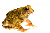American toad (Bufo americanus) Oxford, Mississippi, USA. Meetyourneighbours.net project
