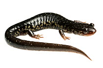 Mississippi slimy salamander (Plethodon mississippi) Tishomingo, Mississippi, USA, April. Meetyourneighbours.net project