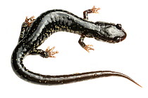 Mississippi slimy salamander (Plethodon mississippi) Tishomingo, Mississippi, USA, April. Meetyourneighbours.net project