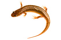 Spotted dusky salamander (Desmognathus conanti) Tishomingo, Mississippi, USA, April. Meetyourneighbours.net project