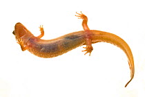 Spotted dusky salamander (Desmognathus conanti) Tishomingo, Mississippi, USA, April. Meetyourneighbours.net project