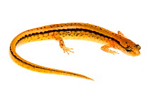 Southern two-lined Salamander (Eurycea cirrigera) Tishomingo, Mississippi, USA, April. Meetyourneighbours.net project