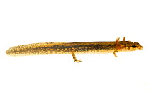Dusky salamander (Desmognathus spp.) larva, Tishomingo State Park, Mississippi, USA, April. Meetyourneighbours.net project