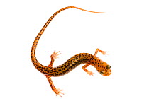 Long-tailed salamander (Eurycea longicauda) Tishomingo, Mississippi, USA, April. Meetyourneighbours.net project