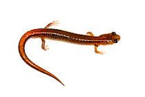 Webster's salamander (Plethodon websteri) Jackson, Mississippi, USA. February. Meetyourneighbours.net project