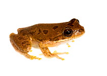Chorus frog (Pseudacris sp.) Jackson, Mississippi, USA, February. Meetyourneighbours.net project