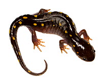 Spotted salamander (Ambystoma maculatum) Oxford, Mississippi, USA, March. Meetyourneighbours.net project