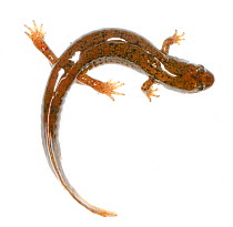 Black bellied salamander (Desmognathus quadramaculatus) Clark's Creek Park, Tennessee, USA, March. Meetyourneighbours.net project