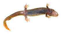Black bellied salamander (Desmognathus quadramaculatus) viewed from below, Clark's Creek Park, Tennessee, USA, March. Meetyourneighbours.net project