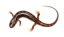 Seal salamander (Desmognathus monticola) Clark's Creek, Tennessee, USA. March. Meetyourneighbours.net project