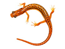 Blue ridge two-lined salamander (Eurycea wilderae) Clark's Creek Park, Tennessee, USA, March. Meetyourneighbours.net project