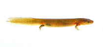 Mud salamander (Pseudotriton montanus) larva, Clark's Creek Park, Tennessee, USA, March. Meetyourneighbours.net project