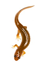 Dusky salamander (Desmognathus fuscus) Clark's Creek, Tennessee, USA, March. Meetyourneighbours.net project