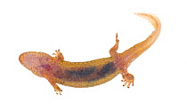 Dusky salamander (Desmognathus fuscus) viewed from below, Clark's Creek, Tennessee, USA, March. Meetyourneighbours.net project