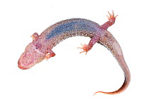 Dusky salamander (Desmognathus) viewed from below, Clark's Creek, Tennessee, USA, March. Meetyourneighbours.net project