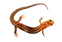 Alleghany mountain dusky salamander (Desmognathus ochrophaeus) Clark's Creek, Tennessee, USA. March. Meetyourneighbours.net project