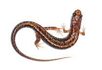 Pygmy salamander (Desmognathus wrighti) Buffalo Mountain, Tennessee, USA, March. Meetyourneighbours.net project