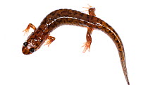 Seal salamander (Desmognathus monticola) Buffalo Mountain, Tennessee, USA, March. Meetyourneighbours.net project