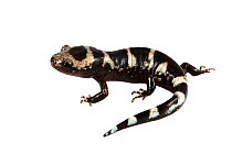 Marbled salamander (Ambystoma opacum) Apalachicola National Forest, Florida, USA. Meetyourneighbours.net project