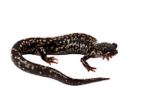 Slimy salamander (Plethodon glutinosus) Apalachicola National Forest, Florida, USA, September. Meetyourneighbours.net project