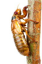 13-Year Periodical cicada (Magicicada tredecim) nymph, Oxford, Mississippi, USA, May. Meetyourneighbours.net project