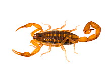 Bark scorpion (Centruroides) Apalachicola National Forest, Florida, USA, September. Meetyourneighbours.net project