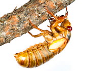 13-Year Periodical cicada (Magicicada tredecim) about to moult, Oxford, Mississippi, USA. Meetyourneighbours.net project