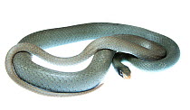 Blackmask racer (Coluber constrictor latrunculus) coiled. Oxford, Mississippi, USA, April. Meetyourneighbours.net project