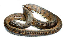 Diamondback water snake (Nerodia rhombifer) coiled, Oxford, Mississippi, USA, April. Meetyourneighbours.net project