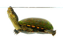 Loggerhead musk turtle (Sternotherus minor) Oxford, Mississippi, USA, April. Meetyourneighbours.net project