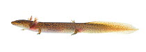 Red salamander (Pseudotriton ruber) larva Pigeon Mountain, Georgia, USA, May. Meetyourneighbours.net project