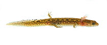 Salamander larva Pigeon Mountain, Georgia Meetyourneighbours.net project