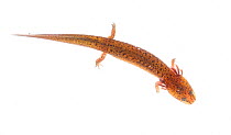 Red salamander (Pseudotriton ruber) larva Pigeon Mountain, Georgia, USA, May. Meetyourneighbours.net project