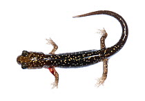 Slimy salamander (Plethodon glutinosus) Pigeon Mountain, Georgia, USA, May. Meetyourneighbours.net project