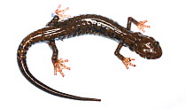 Pigeon mountain salamander (Plethodon petraeus) Pigeon Mountain, Georgia, USA, May. Meetyourneighbours.net project