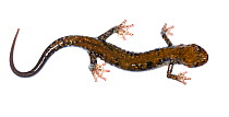 Pigeon mountain salamander (Plethodon petraeus) Pigeon Mountain, Georgia, USA, May. Meetyourneighbours.net project